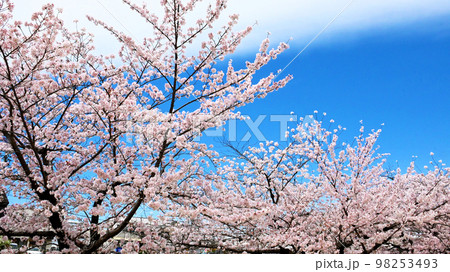 岡崎公園の桜　  98253493