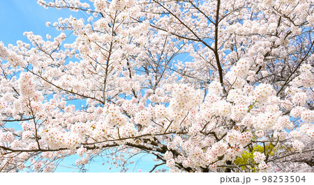 岡崎公園の桜 岡崎公園の桜 98253504