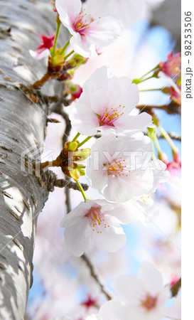 岡崎公園の桜　  98253506