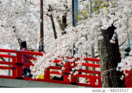 岡崎公園の桜　  98253517