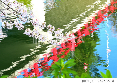 岡崎公園の桜　  98253518