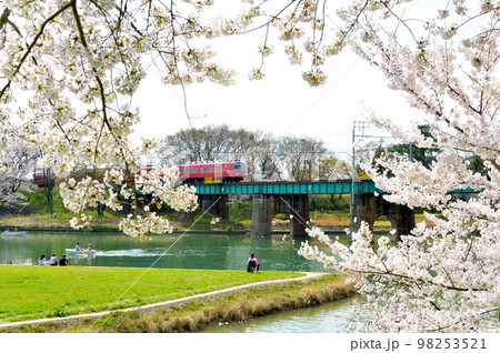 岡崎公園　桜　電車    98253521