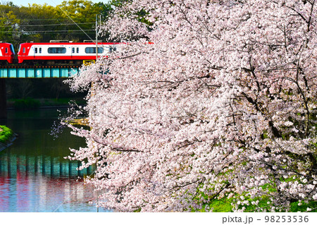 岡崎公園　桜　電車    98253536