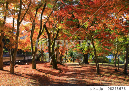 秋の興聖寺　紅葉風景 98253678