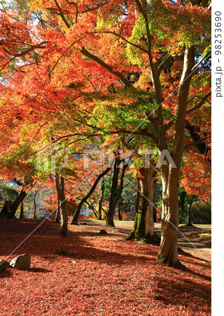 秋の興聖寺 紅葉風景 秋の興聖寺 紅葉風景 98253690