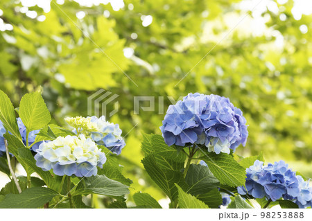 紫陽花咲く初夏風景-25 98253888