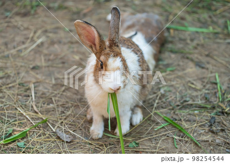 cute baby rabbit eat green grass on dirt 98254544