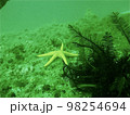 海底に張り付いているヒトデ 98254694