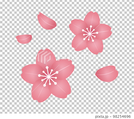 Cherry Blossoms	 98254696