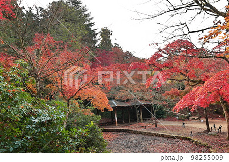 宮島 紅葉 宮島 紅葉 98255009