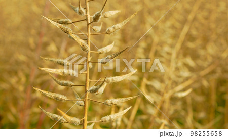 Seeds mustard white yellow bio closeup spice gold dried plant Sinapis alba detail close-up organic, field, farm bio organic farming French seed, soil climate change, landscape agriculture agricultural 98255658
