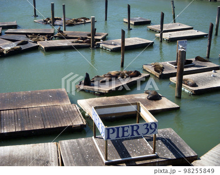 サンフランシスコピア39とあざらし 98255849