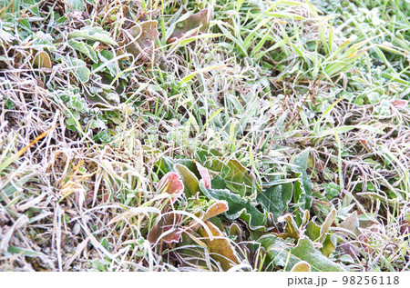早朝の田んぼの畔に霜が降りて草むらが白くなっている光景 早朝の田んぼの畔に霜が降りて草むらが白くなっている光景 98256118