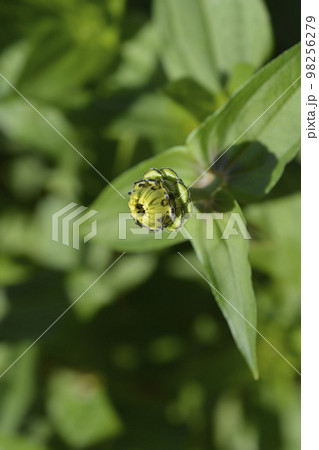 Yellow colored zinnia 98256279
