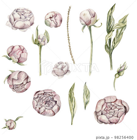 Watercolor illustration set of roses elements. Hand-drawn blooming flowers with watercolour on a white isolated background. Perfect for wedding invitation, greetings card, posters, party decor.  98256400