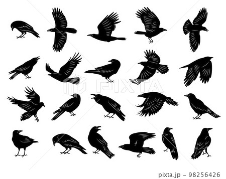 Crow birds. Flying ghotic birds silhouettes recent vector dark animals Crow birds. Flying ghotic birds silhouettes recent vector dark animals 98256426