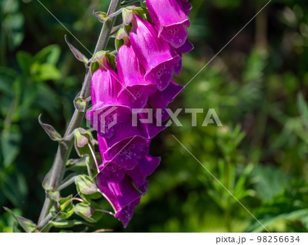 Inflorescence of foxglove flowers. Beautiful purple flowers. Digitalis is a genus of herbaceous perennial plants, shrubs, and biennials, commonly called foxgloves. Inflorescence of foxglove flowers. Beautiful purple flowers. Digitalis is a genus of herbaceous perennial plants, shrubs, and biennials, commonly called foxgloves. 98256634
