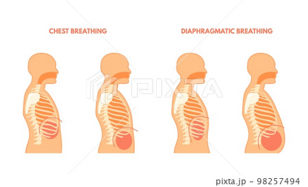 Diaphragmatic Breathing. Pulmonary Exercises...のイラスト素材 [98257494] - PIXTA