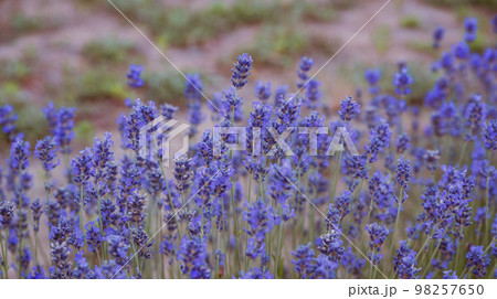 Sunset Lavender field. Purple flowers in the field. background floral Sunset Lavender field. Purple flowers in the field. background floral 98257650