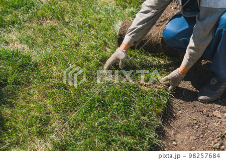 Close-up man laying grass turf rolls for new garden lawn Close-up man laying grass turf rolls for new garden lawn 98257684