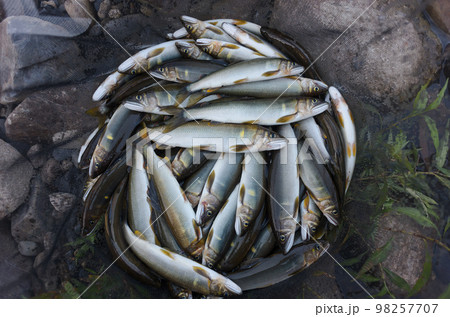アユ友釣りの釣果 98257707