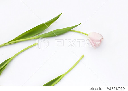 White pink tulips on white background. 98258769