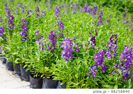 Beautiful angelonia goyazensis benth in the park 98258840