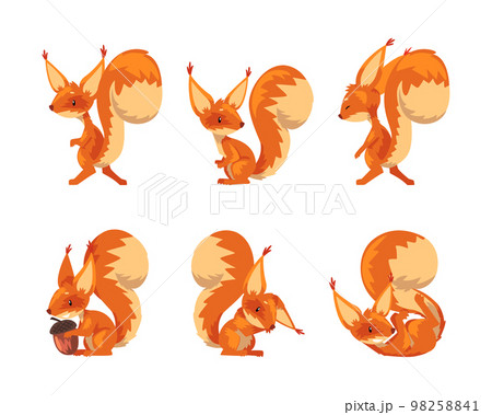 Cute funny red squirrel in different poses set. Wild forest fluffy animal cartoon vector illustration Cute funny red squirrel in different poses set. Wild forest fluffy animal cartoon vector illustration 98258841