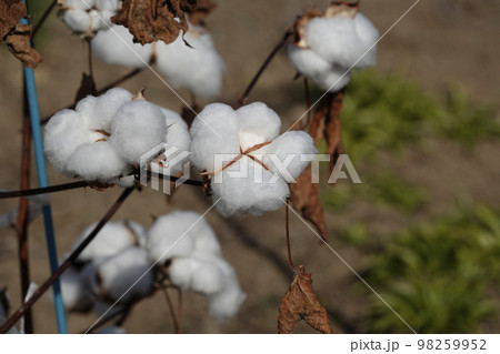 冬を越す種子を包む白いフカフカの綿毛 98259952