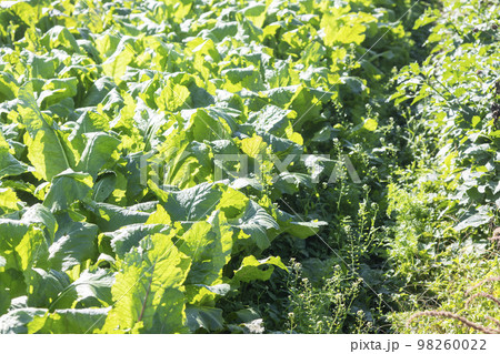 オーガニックの野菜畑 98260022