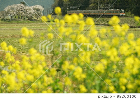桜咲く近江長岡を走る311系普通列車 98260100