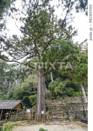 天恩寺 (岡崎市) 家康公見返りの大杉 天恩寺 (岡崎市) 家康公見返りの大杉 98260560