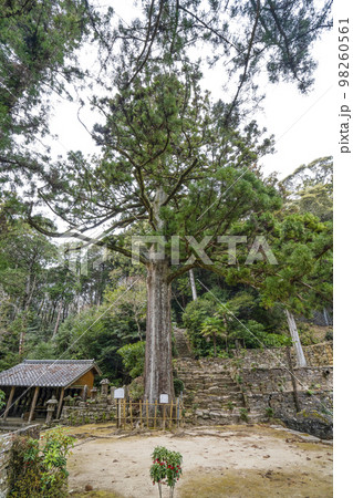 天恩寺 (岡崎市) 家康公見返りの大杉 天恩寺 (岡崎市) 家康公見返りの大杉 98260561
