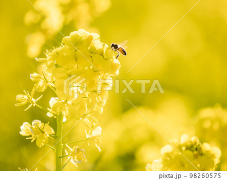 光り輝く菜の花とミツバチ 98260575