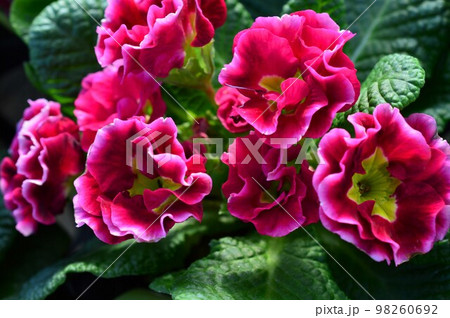 プリムラジュリアン 初恋シリーズプレミアム 98260692