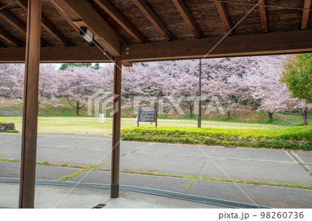 満開の桜 北本キャンプフィールド 春の風景 満開の桜 北本キャンプフィールド 春の風景 98260736