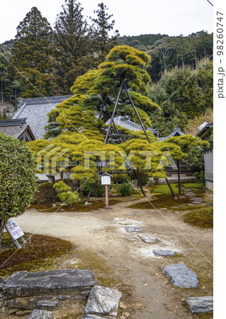 天恩寺 (岡崎市) 「天恩寺の松」 天恩寺 (岡崎市) 「天恩寺の松」 98260747