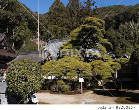 天恩寺 (岡崎市) 「天恩寺の松」 天恩寺 (岡崎市) 「天恩寺の松」 98260857