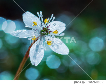 梅花オーレンと雨水の輝き 98260885