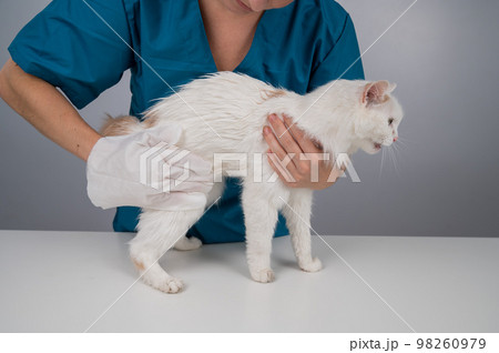 Veterinarian washing a fluffy white cat with a disposable wet glove. Pet hydrosol cleaning gloves. Veterinarian washing a fluffy white cat with a disposable wet glove. Pet hydrosol cleaning gloves. 98260979