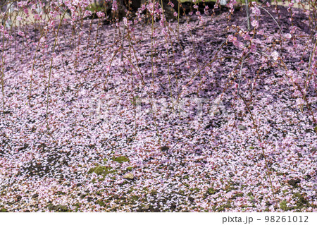 鈴鹿の森公園の枝垂れ梅 98261012
