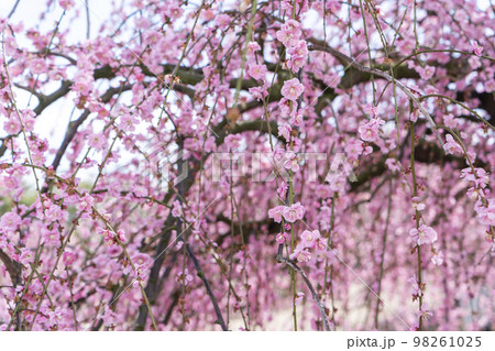 鈴鹿の森公園の枝垂れ梅 98261025