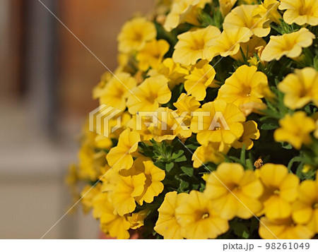 黄色いペチュニアの花 黄色いペチュニアの花 98261049