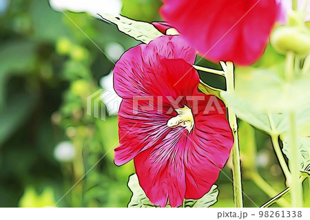 パステル調 ”庭を彩る大輪の花 “満開のフヨウ”” イラストイメージ パステル調 ”庭を彩る大輪の花 “満開のフヨウ”” イラストイメージ 98261338