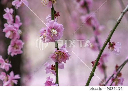 鈴鹿の森公園の枝垂れ梅 鈴鹿の森公園の枝垂れ梅 98261364