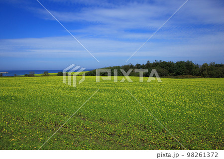 キカラシ キカラシ 98261372