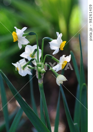 スイセン（水仙）の爽やかな開花に様子に癒される 98261409