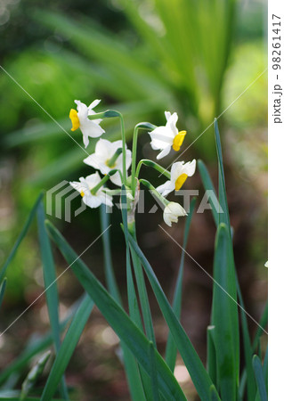 スイセン(水仙)の爽やかな開花に様子に癒される スイセン(水仙)の爽やかな開花に様子に癒される 98261417