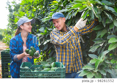 Happy young man and woman farmers harvesting avocados in garden Happy young man and woman farmers harvesting avocados in garden 98261552