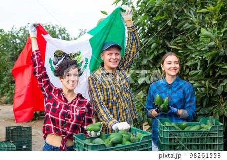 Farmers posing with harvest of avocado and waving flag of Mexican in orchard Farmers posing with harvest of avocado and waving flag of Mexican in orchard 98261553